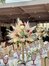 ανθοστολισμοι γαμου FLOWERS - BONSAI COLLECTION καλλιθεα